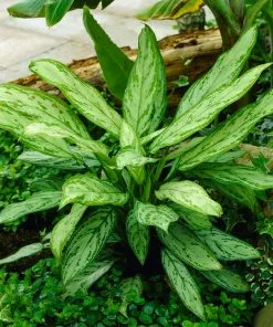 Fast Growing Trees Green Chinese Evergreen Plant Air Purifying House Plants 12 Fast Growing Trees Green Chinese Evergreen Plant Air Purifying House Plants