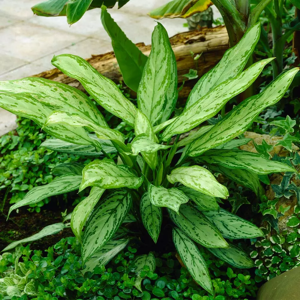 Fast Growing Trees Green Chinese Evergreen Plant Air Purifying House Plants 6 Fast Growing Trees Green Chinese Evergreen Plant Air Purifying House Plants