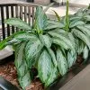 Fast Growing Trees Green Chinese Evergreen Plant Air Purifying House Plants 2 Fast Growing Trees Green Chinese Evergreen Plant Air Purifying House Plants