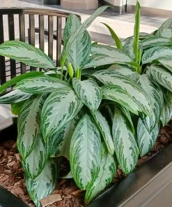 Fast Growing Trees Green Chinese Evergreen Plant Air Purifying House Plants