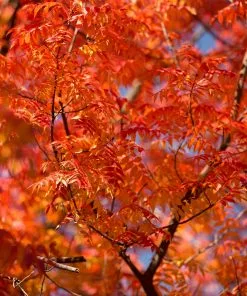 Fast Growing Trees See All Shade Trees Chinese Pistache Tree 10 Fast Growing Trees See All Shade Trees Chinese Pistache Tree