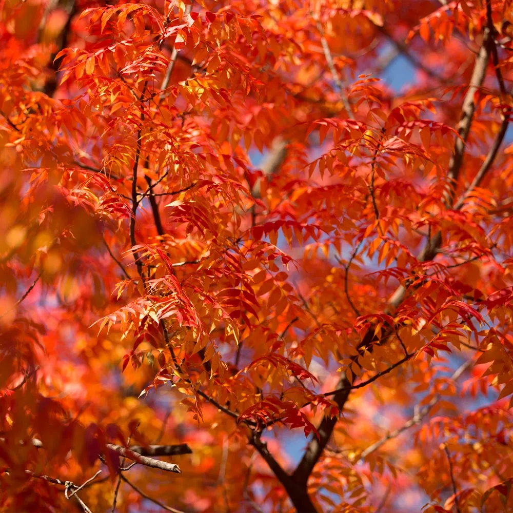 Fast Growing Trees See All Shade Trees Chinese Pistache Tree 6 Fast Growing Trees See All Shade Trees Chinese Pistache Tree