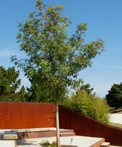 Fast Growing Trees See All Shade Trees Chinese Pistache Tree 11 Fast Growing Trees See All Shade Trees Chinese Pistache Tree