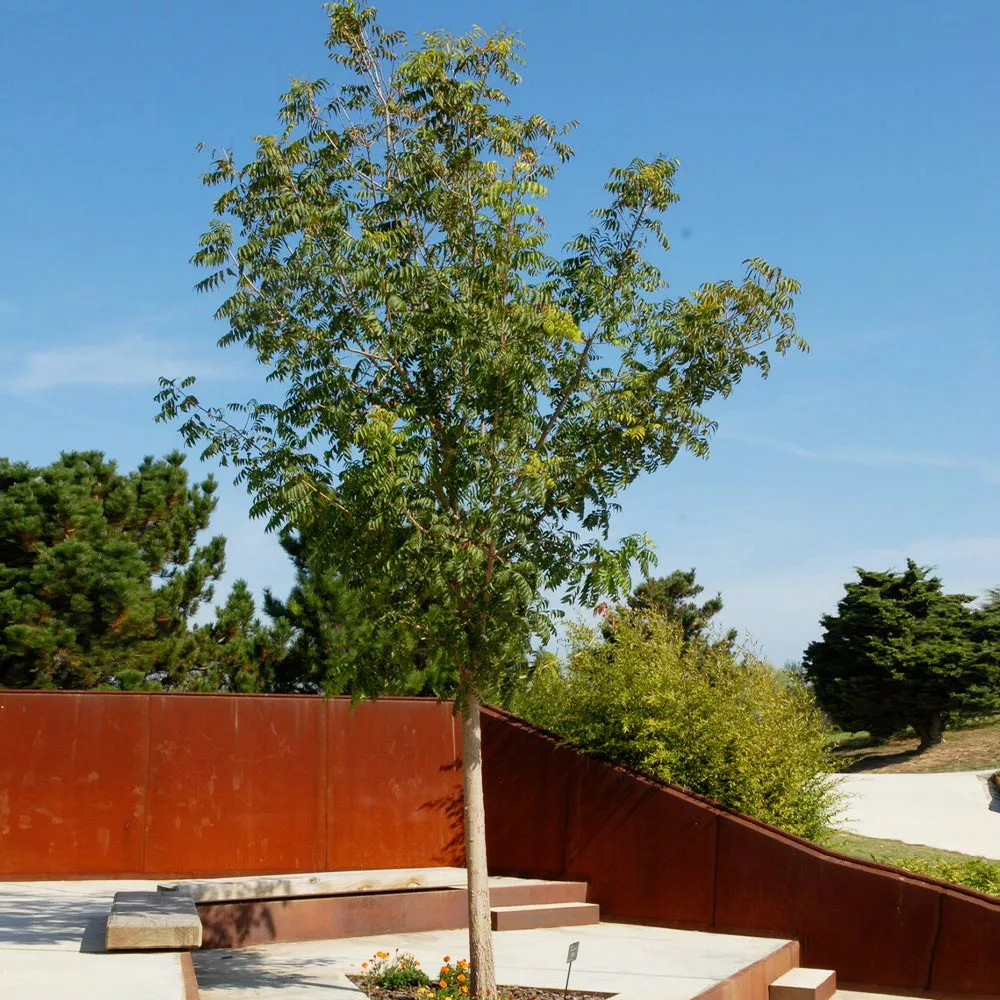 Fast Growing Trees See All Shade Trees Chinese Pistache Tree 7 Fast Growing Trees See All Shade Trees Chinese Pistache Tree