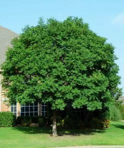 Fast Growing Trees See All Shade Trees Chinese Pistache Tree 9 Fast Growing Trees See All Shade Trees Chinese Pistache Tree