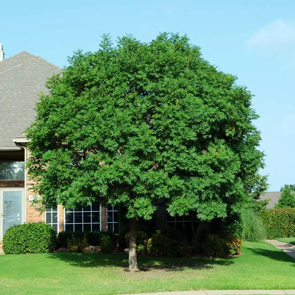 Fast Growing Trees See All Shade Trees Chinese Pistache Tree 5 Fast Growing Trees See All Shade Trees Chinese Pistache Tree