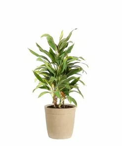 Fast Growing Trees Hawaiian Ti Plant 'Rising Sun' See All Shrubs & Hedges 16 Fast Growing Trees Hawaiian Ti Plant 'Rising Sun' See All Shrubs & Hedges