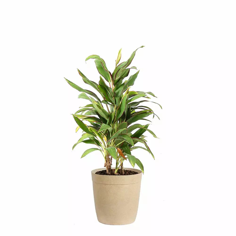 Fast Growing Trees Hawaiian Ti Plant 'Rising Sun' See All Shrubs & Hedges 9 Fast Growing Trees Hawaiian Ti Plant 'Rising Sun' See All Shrubs & Hedges