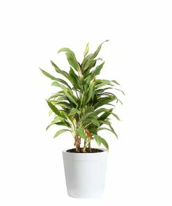 Fast Growing Trees Hawaiian Ti Plant 'Rising Sun' See All Shrubs & Hedges 15 Fast Growing Trees Hawaiian Ti Plant 'Rising Sun' See All Shrubs & Hedges