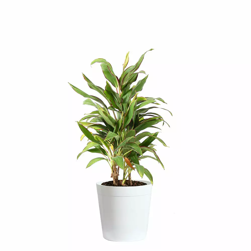 Fast Growing Trees Hawaiian Ti Plant 'Rising Sun' See All Shrubs & Hedges 8 Fast Growing Trees Hawaiian Ti Plant 'Rising Sun' See All Shrubs & Hedges