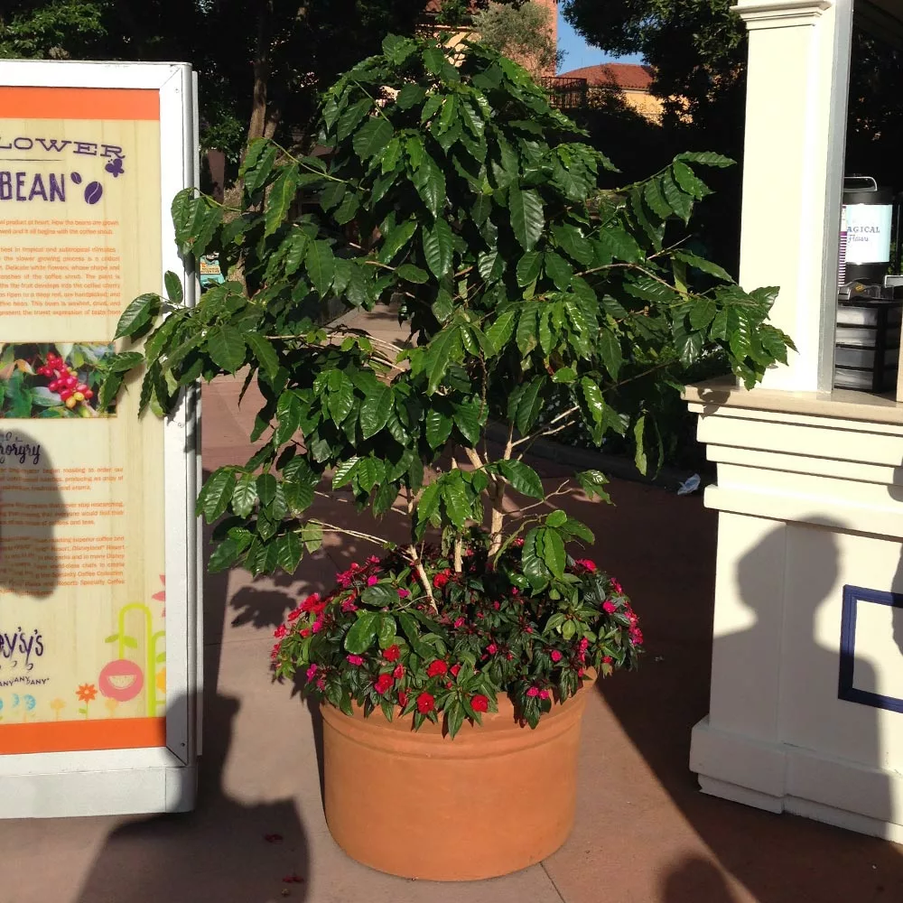 Fast Growing Trees See All House & Patio Arabica Coffee Plant 6 Fast Growing Trees See All House & Patio Arabica Coffee Plant