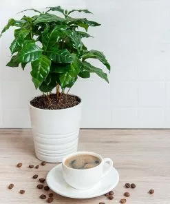 Fast Growing Trees See All House & Patio Arabica Coffee Plant