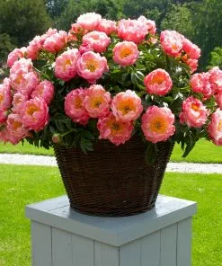 Fast Growing Trees Deer Resistant Plants Coral Charm Peony 11 Fast Growing Trees Deer Resistant Plants Coral Charm Peony