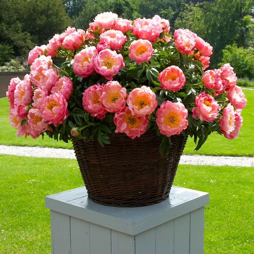 Fast Growing Trees Deer Resistant Plants Coral Charm Peony 7 Fast Growing Trees Deer Resistant Plants Coral Charm Peony