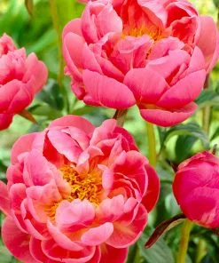 Fast Growing Trees Deer Resistant Plants Coral Charm Peony 8 Fast Growing Trees Deer Resistant Plants Coral Charm Peony