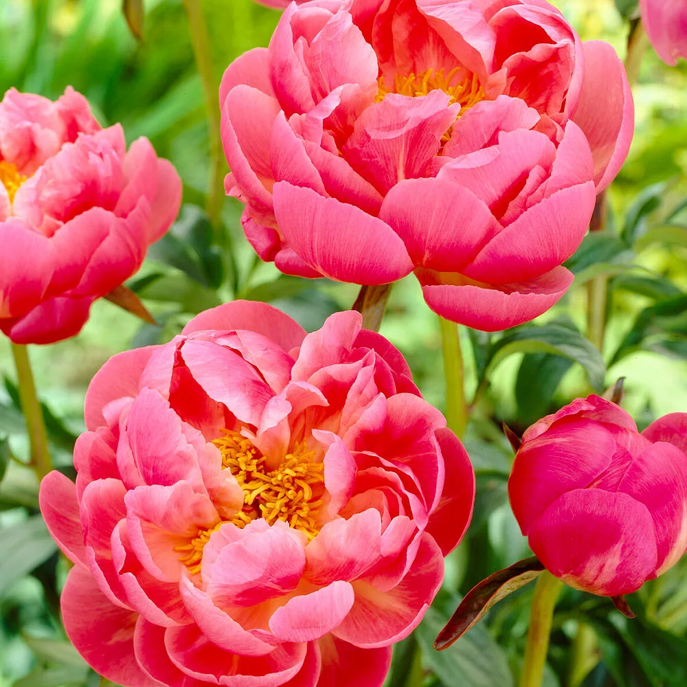 Fast Growing Trees Deer Resistant Plants Coral Charm Peony 4 Fast Growing Trees Deer Resistant Plants Coral Charm Peony
