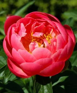 Fast Growing Trees Deer Resistant Plants Coral Charm Peony 9 Fast Growing Trees Deer Resistant Plants Coral Charm Peony