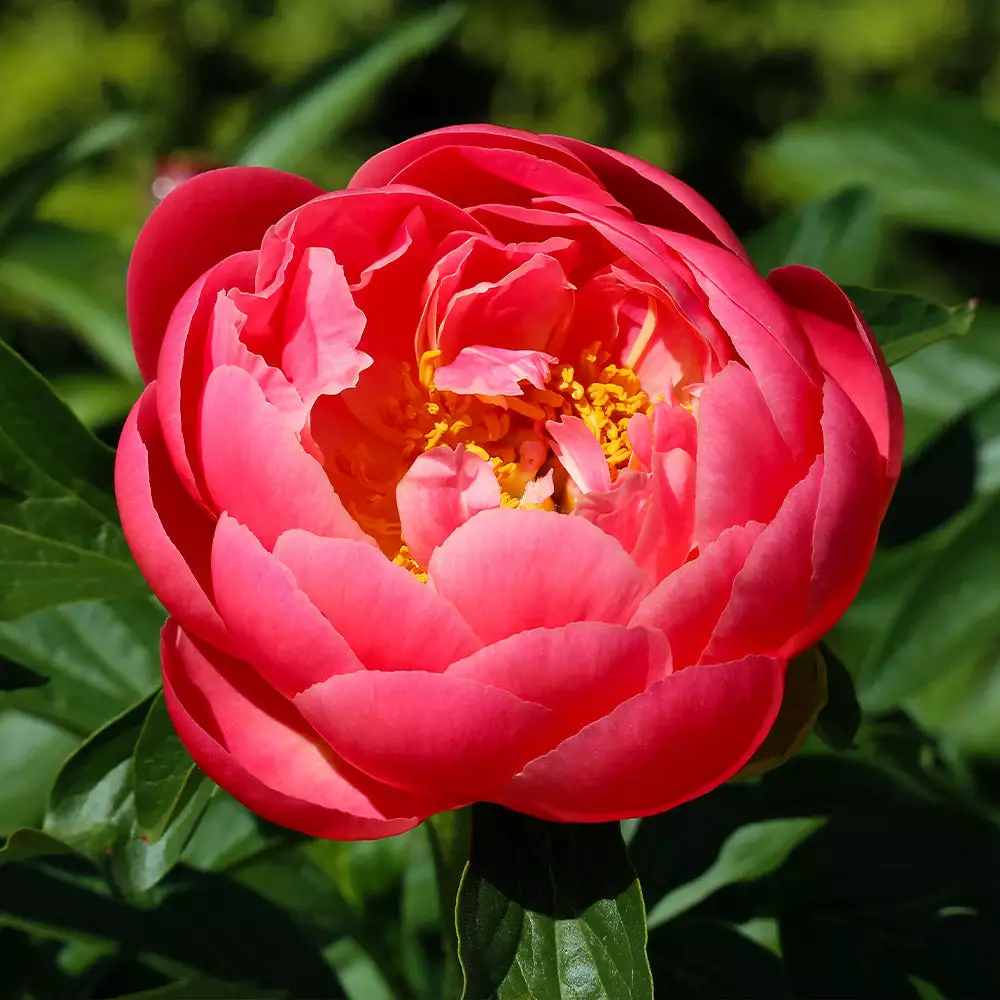 Fast Growing Trees Deer Resistant Plants Coral Charm Peony 5 Fast Growing Trees Deer Resistant Plants Coral Charm Peony