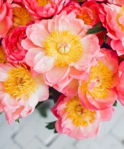 Fast Growing Trees Deer Resistant Plants Coral Charm Peony 10 Fast Growing Trees Deer Resistant Plants Coral Charm Peony