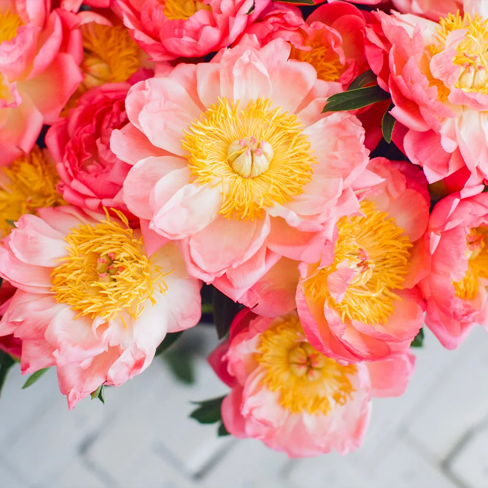 Fast Growing Trees Deer Resistant Plants Coral Charm Peony 6 Fast Growing Trees Deer Resistant Plants Coral Charm Peony