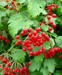 Fast Growing Trees American Cranberry 9 Fast Growing Trees American Cranberry