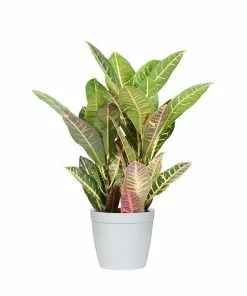 Fast Growing Trees Croton 'Petra' Plant 19 Fast Growing Trees Croton 'Petra' Plant