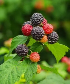 Fast Growing Trees Cumberland Black Raspberry Raspberry Bushes 9 Fast Growing Trees Cumberland Black Raspberry Raspberry Bushes