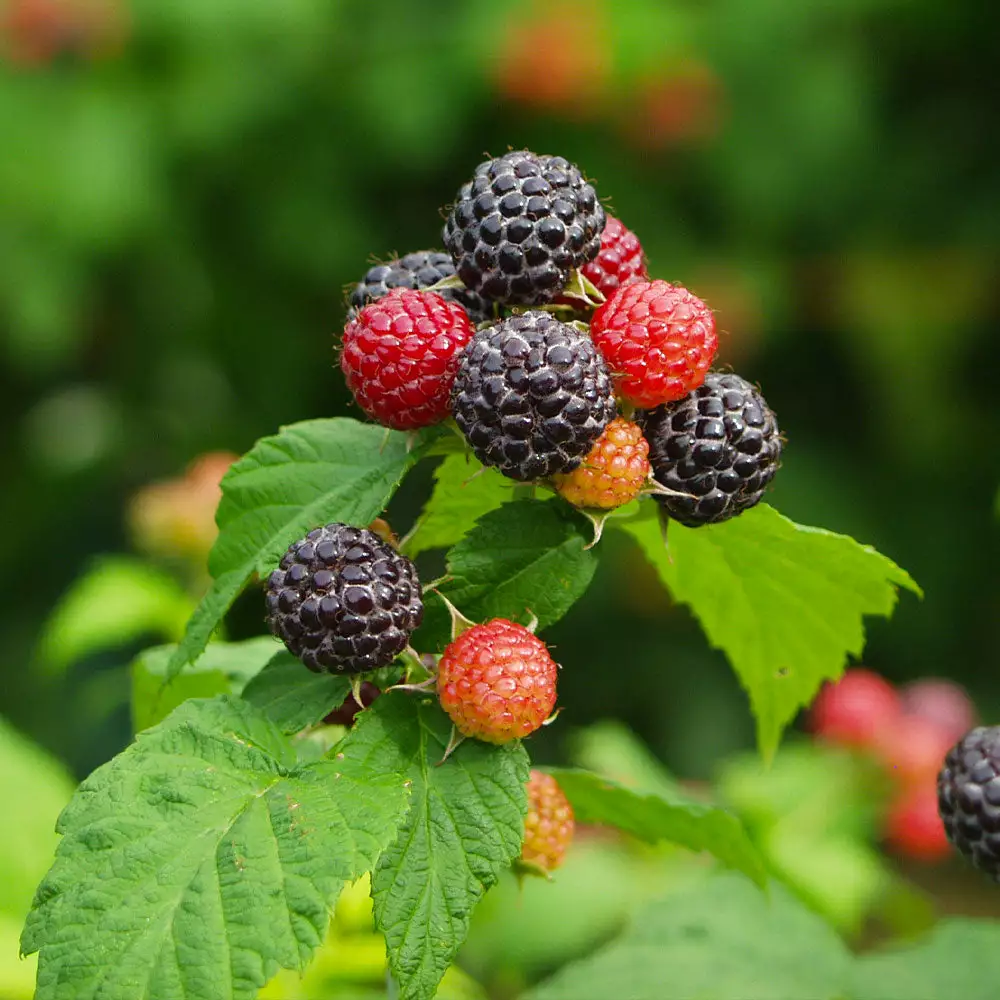 Fast Growing Trees Cumberland Black Raspberry Raspberry Bushes 6 Fast Growing Trees Cumberland Black Raspberry Raspberry Bushes