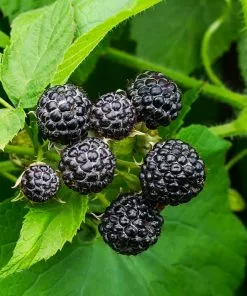 Fast Growing Trees Cumberland Black Raspberry - USDA Organic Raspberry Bushes
