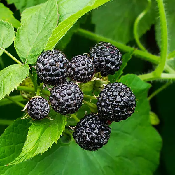 Fast Growing Trees Cumberland Black Raspberry Raspberry Bushes 4 Fast Growing Trees Cumberland Black Raspberry Raspberry Bushes