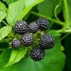 Fast Growing Trees Cumberland Black Raspberry - USDA Organic Raspberry Bushes 1 Fast Growing Trees Cumberland Black Raspberry - USDA Organic Raspberry Bushes