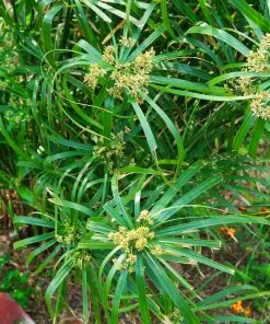 Fast Growing Trees Papyrus Plant 10 Fast Growing Trees Papyrus Plant