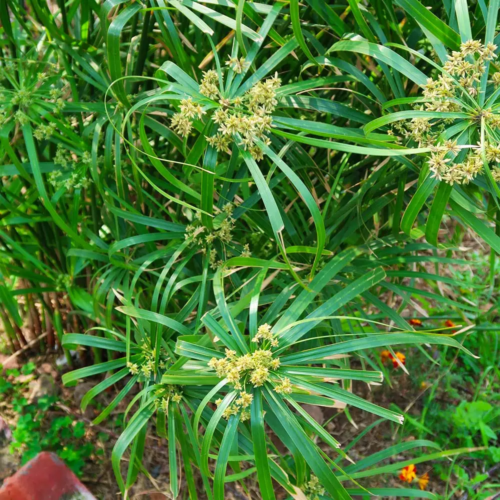 Fast Growing Trees Papyrus Plant 5 Fast Growing Trees Papyrus Plant