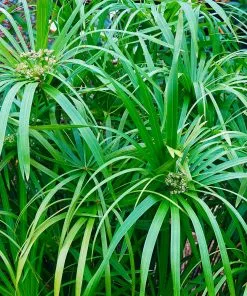 Fast Growing Trees Papyrus Plant 13 Fast Growing Trees Papyrus Plant
