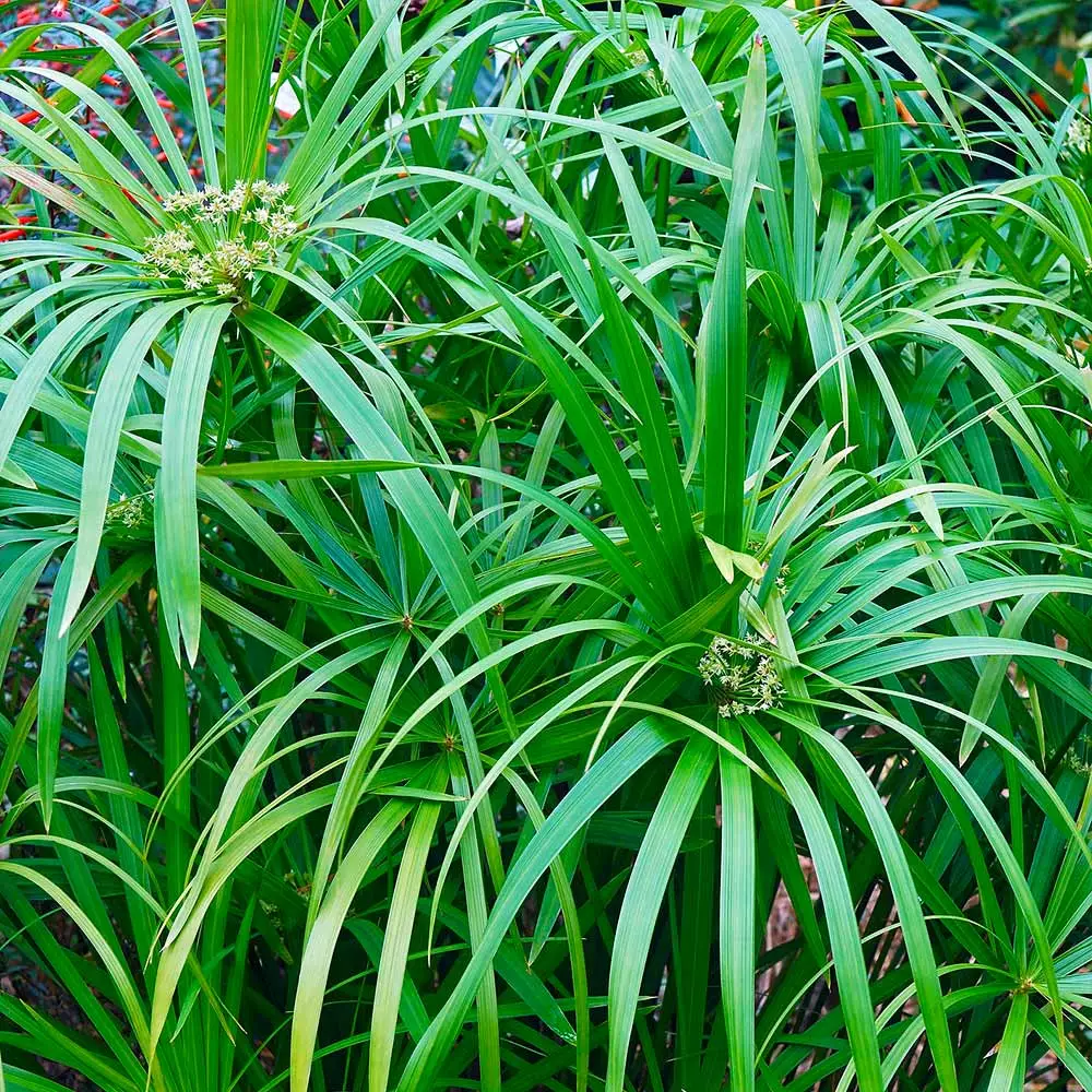 Fast Growing Trees Papyrus Plant 8 Fast Growing Trees Papyrus Plant