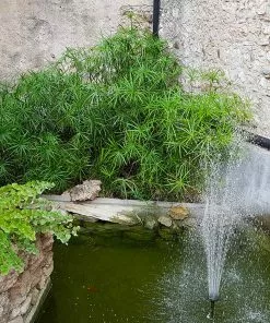 Fast Growing Trees Papyrus Plant 11 Fast Growing Trees Papyrus Plant