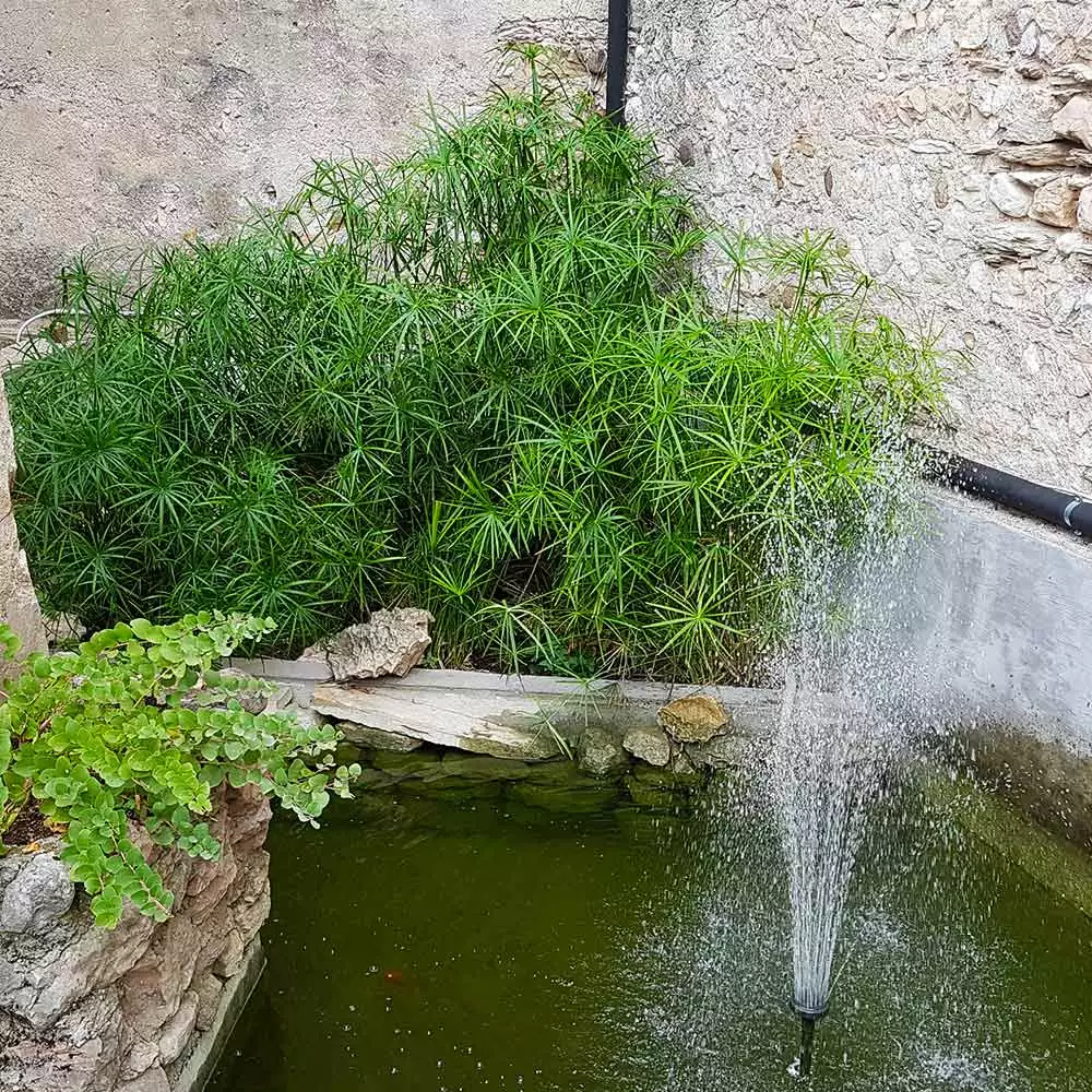 Fast Growing Trees Papyrus Plant 6 Fast Growing Trees Papyrus Plant