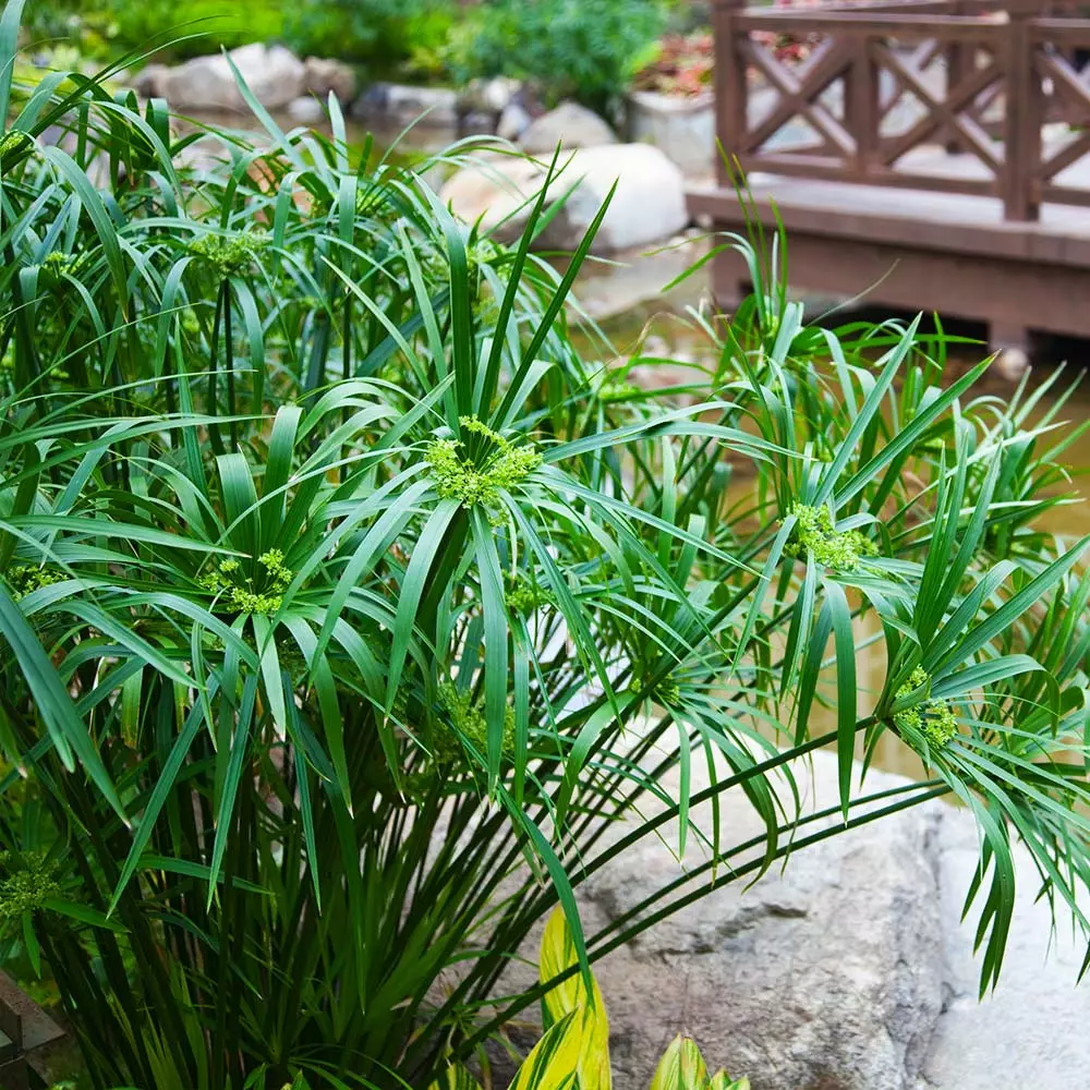 Fast Growing Trees Papyrus Plant 4 Fast Growing Trees Papyrus Plant