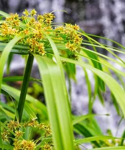 Fast Growing Trees Papyrus Plant 12 Fast Growing Trees Papyrus Plant