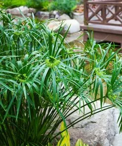 Fast Growing Trees Papyrus Plant