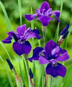 Fast Growing Trees Caesar's Brother Siberian Iris
