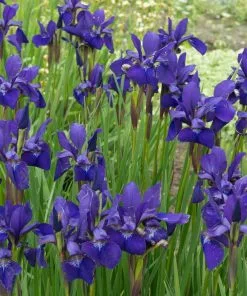 Fast Growing Trees Caesar's Brother Siberian Iris 8 Fast Growing Trees Caesar's Brother Siberian Iris