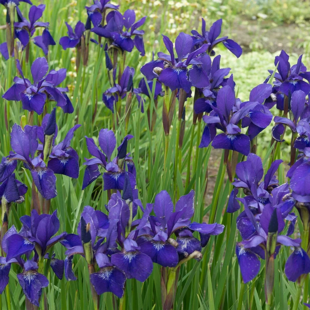 Fast Growing Trees Caesar's Brother Siberian Iris 5 Fast Growing Trees Caesar's Brother Siberian Iris