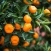 Fast Growing Trees Calamondin Bush 1 Fast Growing Trees Calamondin Bush