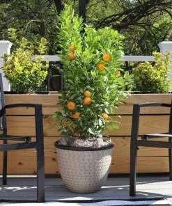 Fast Growing Trees Citrus Trees Calamondin Bush 9 Fast Growing Trees Citrus Trees Calamondin Bush
