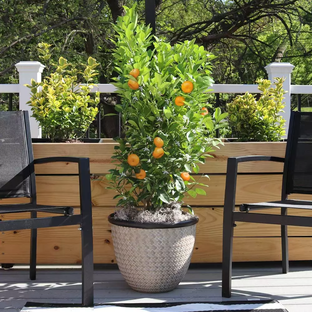 Fast Growing Trees Citrus Trees Calamondin Bush 5 Fast Growing Trees Citrus Trees Calamondin Bush