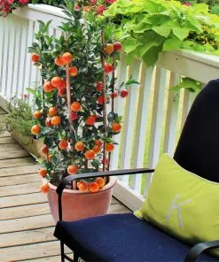 Fast Growing Trees Calamondin Bush 8 Fast Growing Trees Calamondin Bush