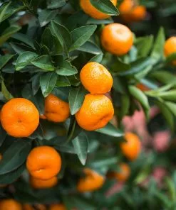 Fast Growing Trees Citrus Trees Calamondin Bush
