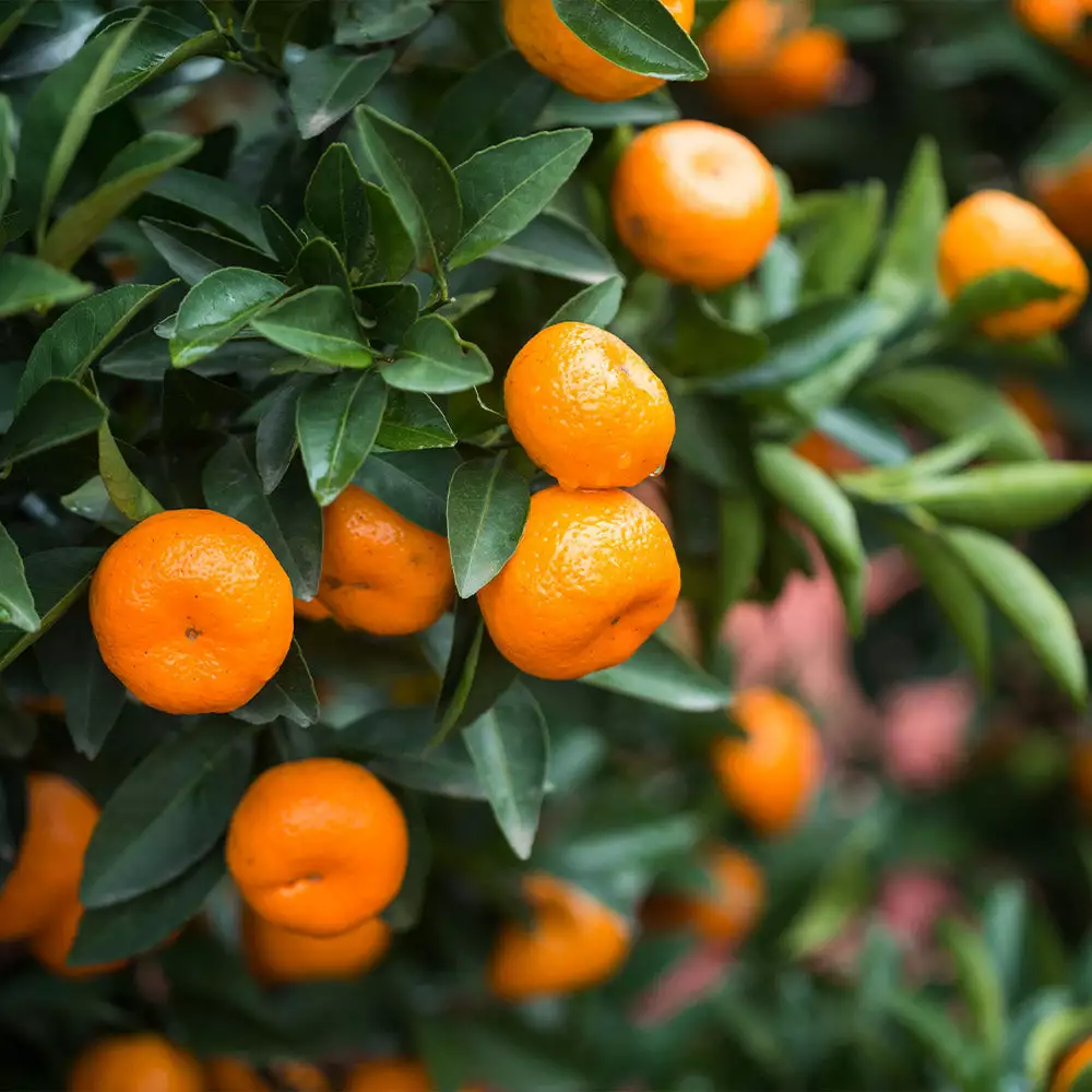 Fast Growing Trees Citrus Trees Calamondin Bush 4 Fast Growing Trees Citrus Trees Calamondin Bush