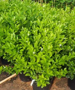 Fast Growing Trees Citrus Trees Calamondin Bush 11 Fast Growing Trees Citrus Trees Calamondin Bush